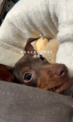 おでかけ中にワンコに遭遇