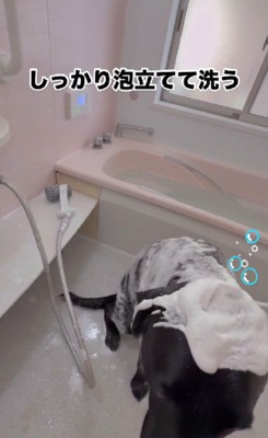 シャンプーで体を洗い…