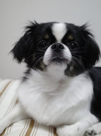 カメラ目線のチワワとペキニーズのミックス犬