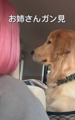 店員をガン見する大型犬