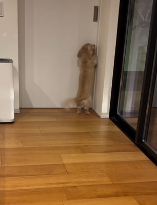 ドアの前で家族を待つ小型犬