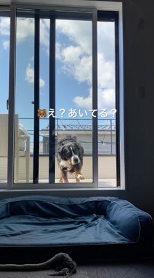 窓ガラスに目をこらす犬