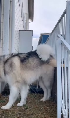 中型犬を追い越した大型犬