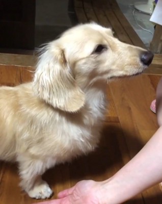 手を見せる飼い主の顔を見る犬