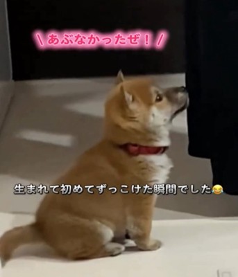 見上げる子犬