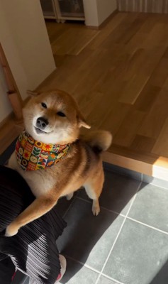 お友達が遊びに来た時のはちちゃん5