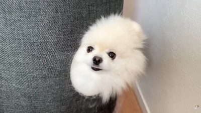 キャットタワーからひょっこり！