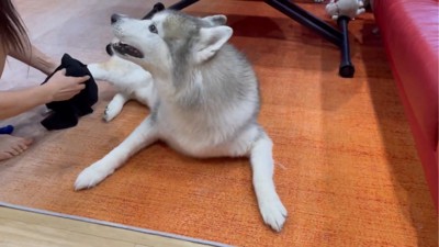 ママを見る犬