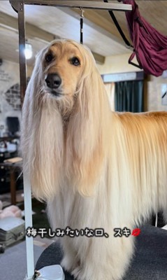 マークリンくんのシャンプー前後9