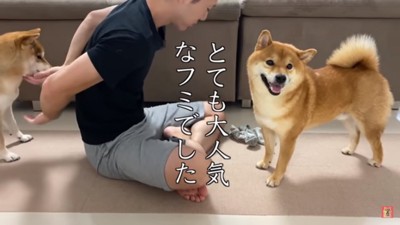 柴犬たちに大人気の弟さん