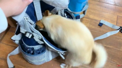 自分からバッグの中へ