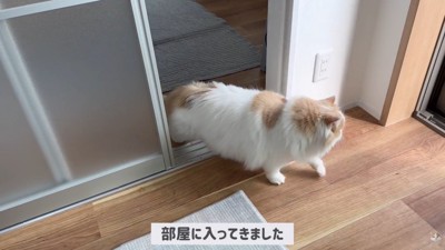 ポテチくんとレモンさんの初対面4