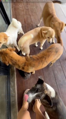 尻尾を振って女性を歓迎する犬たち