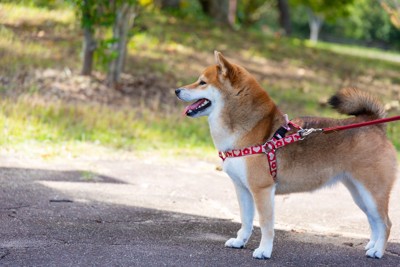 日陰に立つ柴犬