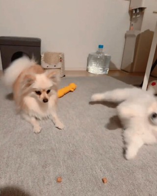 転がり始めるベアくん