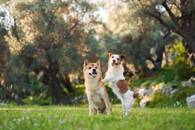 柴犬とジャックラッセルテリア