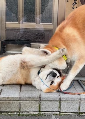 横になって前足をあげている秋田犬を噛むもう1匹の秋田犬