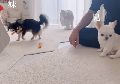おもちゃを取る妹犬