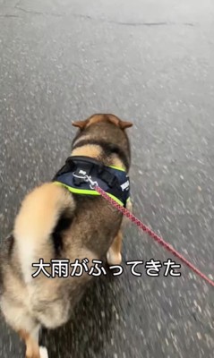 雨が降ってきた時のしんのすけ君3