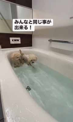 泳ぎにチャレンジするロコちゃん4