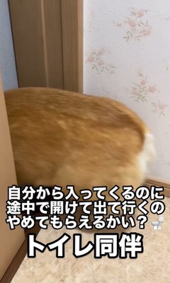 トイレから出て行くこまよちゃん3