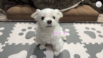 「え!パパに会えるの?」