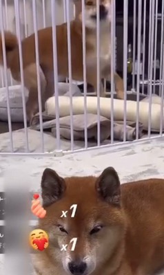 ロックくん&ボブくんのハプニング7