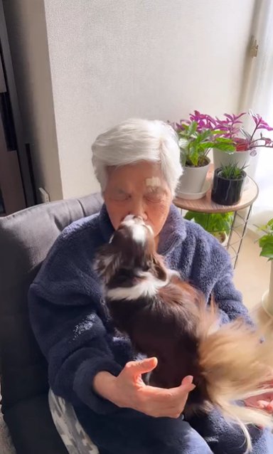 お年寄りの女性の膝に乗って顔を舐めるチワワ