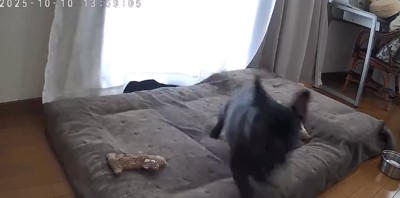 音がしたほうへ走り出すフレンチブルドッグ