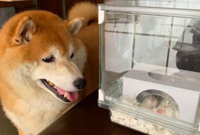 いつでも見守っている