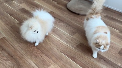 体調不良のレモンさんと優しいポテチくん2