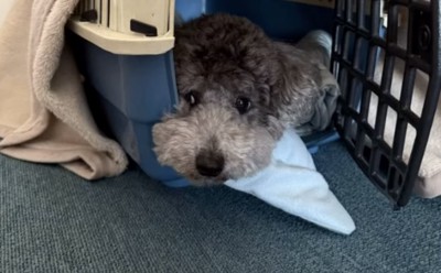 ハウスから出ない犬