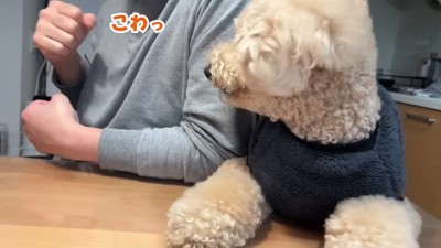 男性と横を向く犬