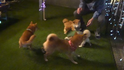 お兄ちゃん帰省時の豆柴4兄妹6