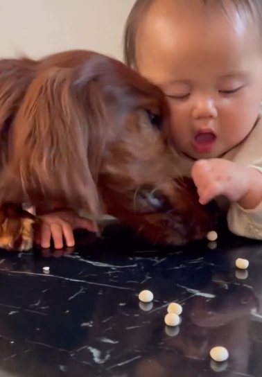 机に散らばるボーロを取り合う赤ちゃんとアイリッシュセター