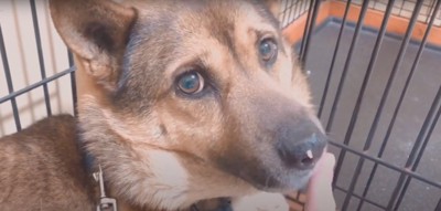 鼻にご飯をつけてカメラを見つめる犬