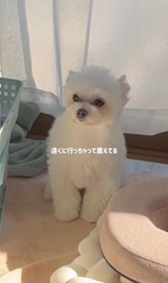 ベポちゃんと赤ちゃん4