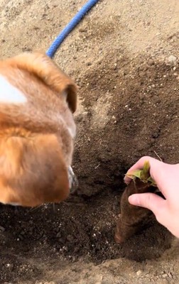 タケノコをチェックする飼い主さん