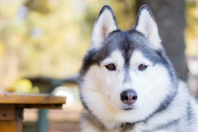 シベリアン・ハスキー
