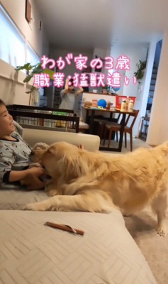 夢中でおもちゃを嚙む大型犬