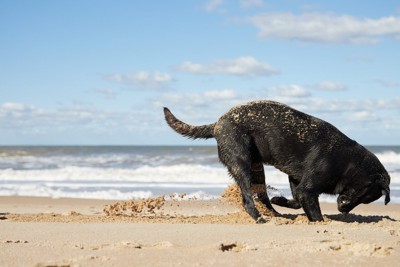 穴を掘る犬