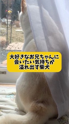 窓の近くに座って外を見つめる犬