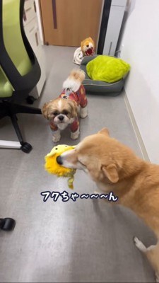 耳を倒して細目になる豆柴