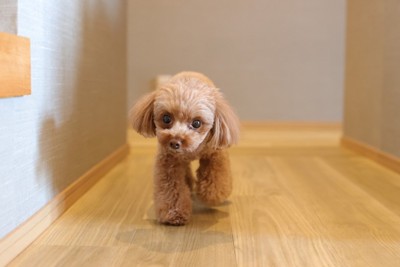 廊下、茶のトイプードル