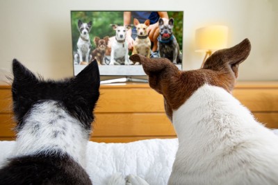 テレビを見ている2匹の犬