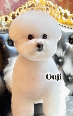 おうじくんアフター