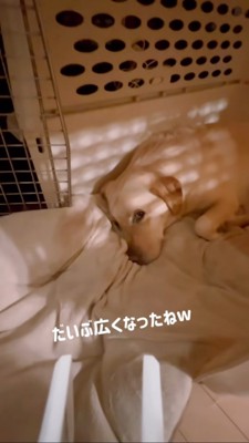 男の子がいなくなって広々したクレート