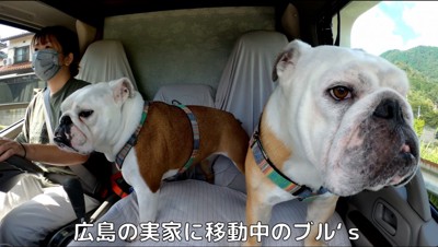 女性が運転する車に乗る2匹の犬