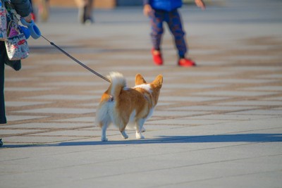 後姿のコーギー