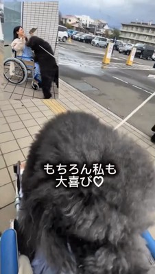 車椅子に向かって近づく犬